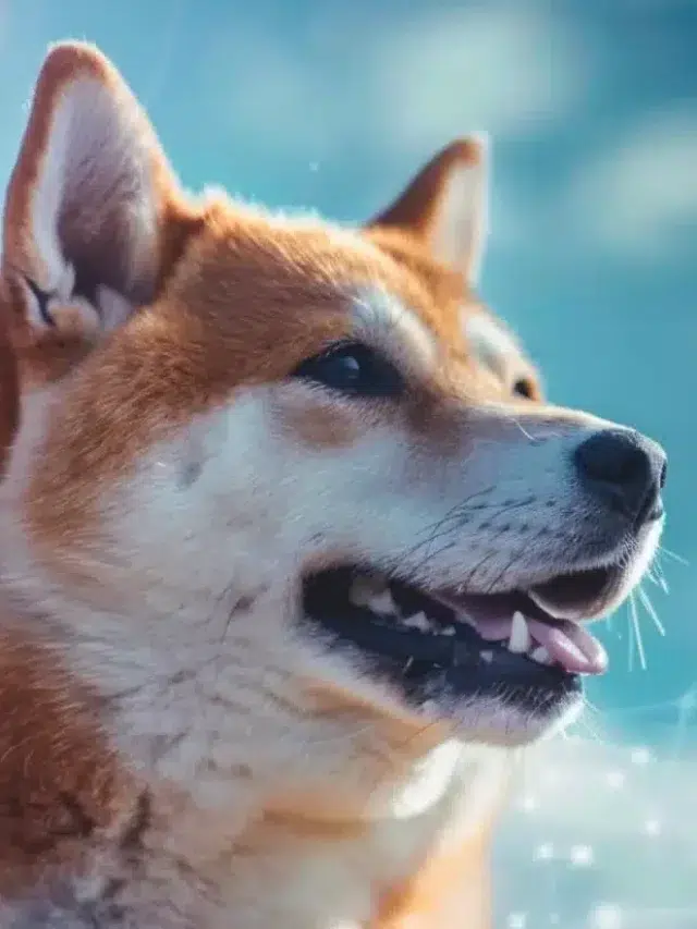 Le battage médiatique de Dogecoin est-il mort? Elon Musk dit que Doge n'est pas dans le plan américain