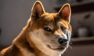 从纪念物到蓬勃发展的生态系统：狗狗如何征服世界