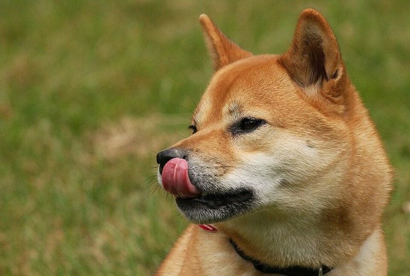 Dogecoin價格預測：模因硬幣躁狂症或月球任務？