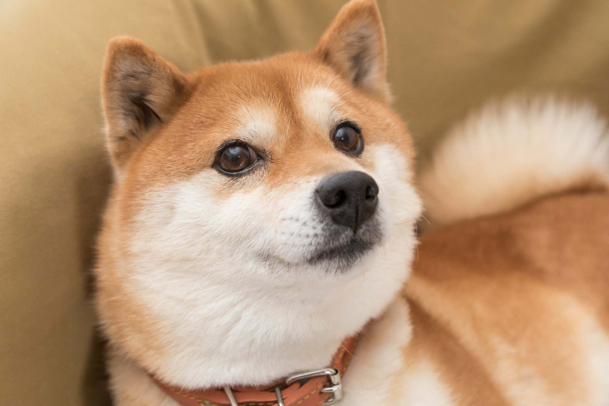 DOGECOIN en 2026: MEME COIN ou Gemme d'investissement?