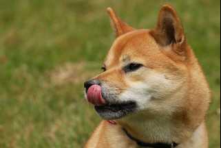 Dogecoin價格預測：模因硬幣躁狂症或月球任務？