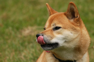 Doge Price、ETF Launch、Deepsnitch AI：バズは何ですか？