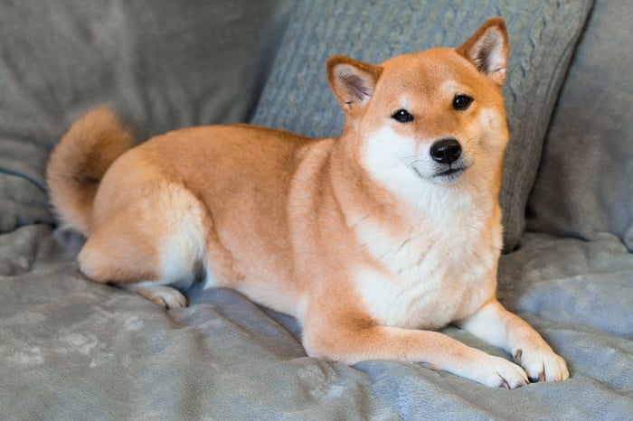 Dogecoinの未来：誇大広告、希望、またはhodl？ Dogeの価格予測に深く潜ります