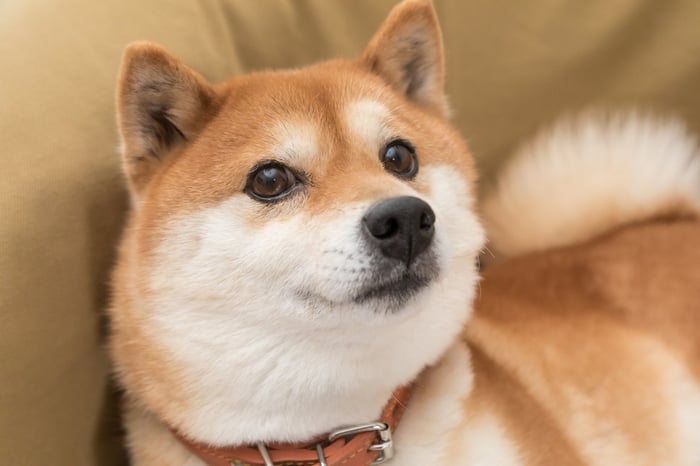 1ドル未満のdogecoin：今はミームコインを購入する時ですか？
