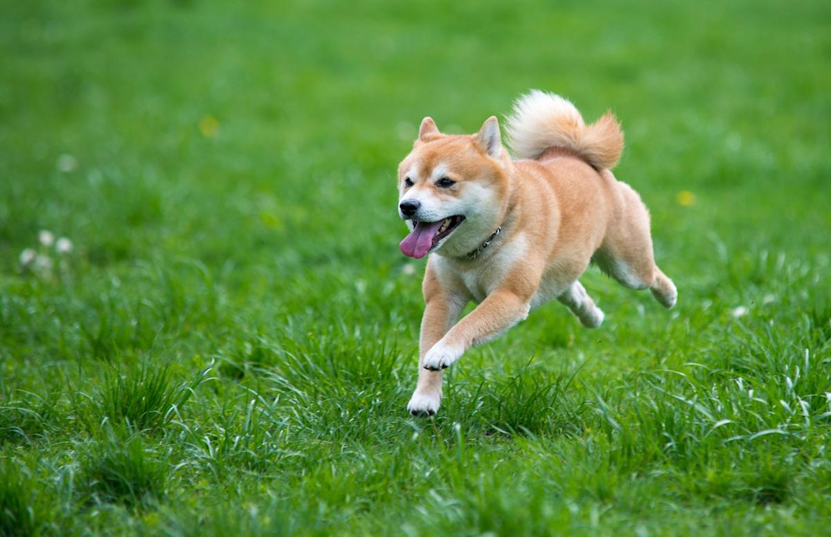 Dogecoin's Wild Ride：暗号通貨価格のボラティリティをナビゲートします