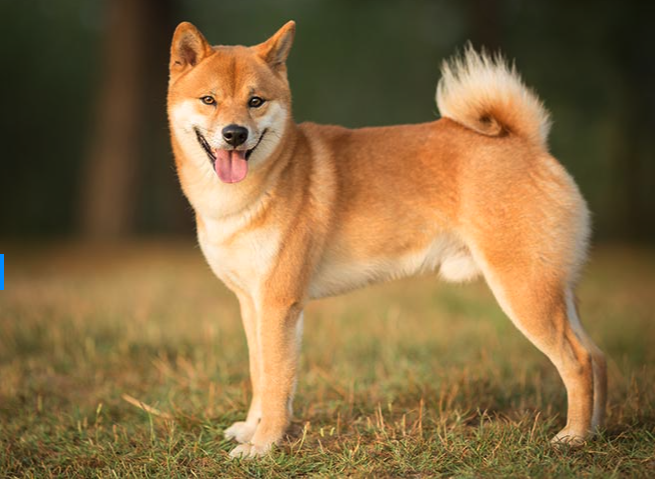 Dogecoin ETFの承認：ミームは現実になろうとしていますか？