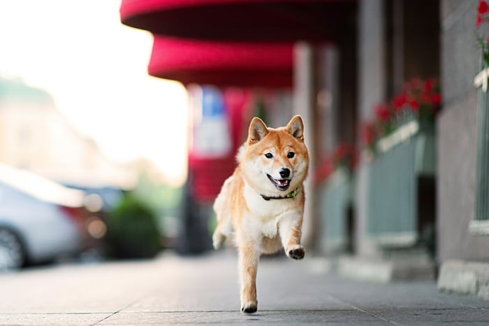 Dogecoinの次の5年間：月へ、それともただbarえますか？