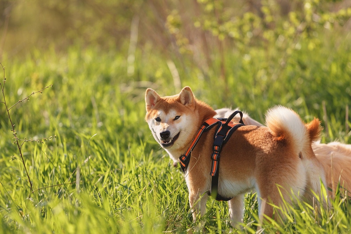 ムスクとトランプが吐き出した後、dogecoin（doge）価格は10％下落します