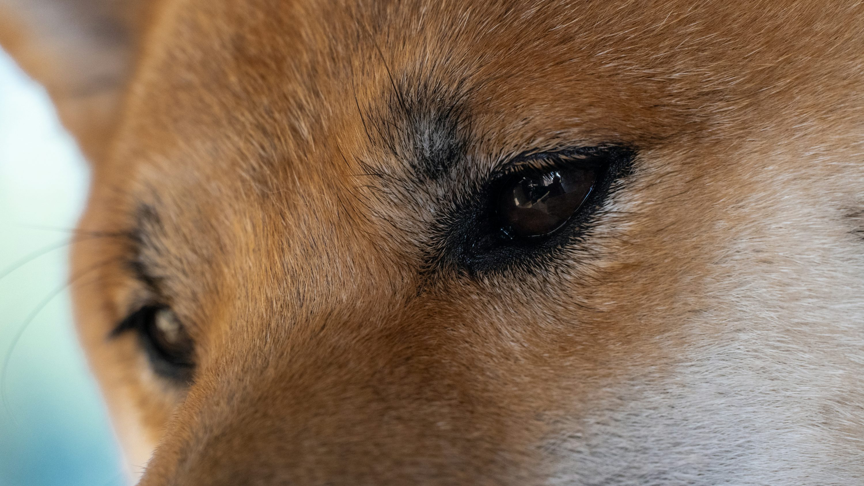 Dogecoin（Doge）価格予測：1000％繰り返し年齢までに2ドルに集中してください