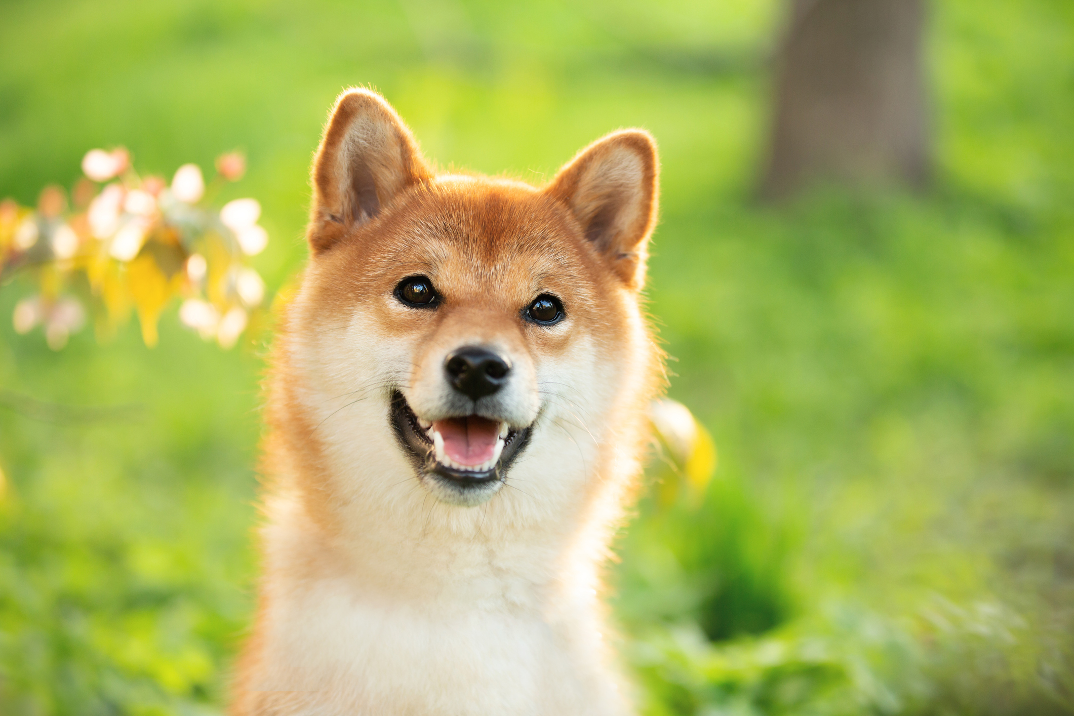 トップミームの暗号通貨Dogecoin（Doge -2.39％）は木曜日にはアルファ動物のようには見えませんでした。