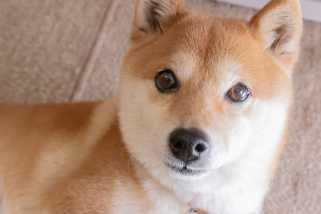 Dogecoinの次の5年間：月に向かって、または間違った木をbarえていますか？