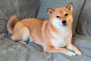 Dogecoinの未来：誇大広告、希望、またはhodl？ Dogeの価格予測に深く潜ります