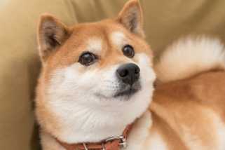 Dogecoin, Thumbzup, and Crypto Assets: A Meme Coin\s Next Chapter?