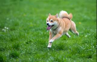 Dogecoin's Future：Meme Tokenは1ドルに達しますか？