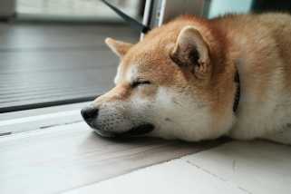 Dogecoin（Doge）価格予測：降順チャネルからのブレイクアウトは、ポンプを$ 1に引き起こす可能性があります