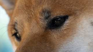Dogecoin（Doge）価格予測：1000％繰り返し年齢までに2ドルに集中してください