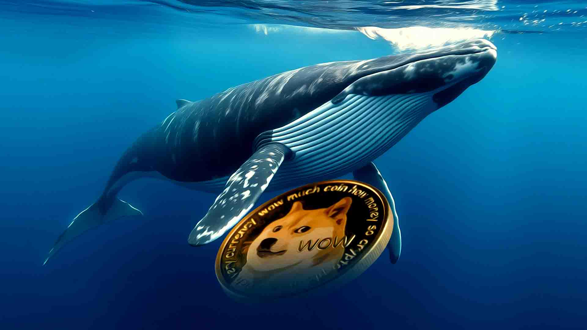 鲸鱼的积累将Dogecoin（Doge）价格提高100％