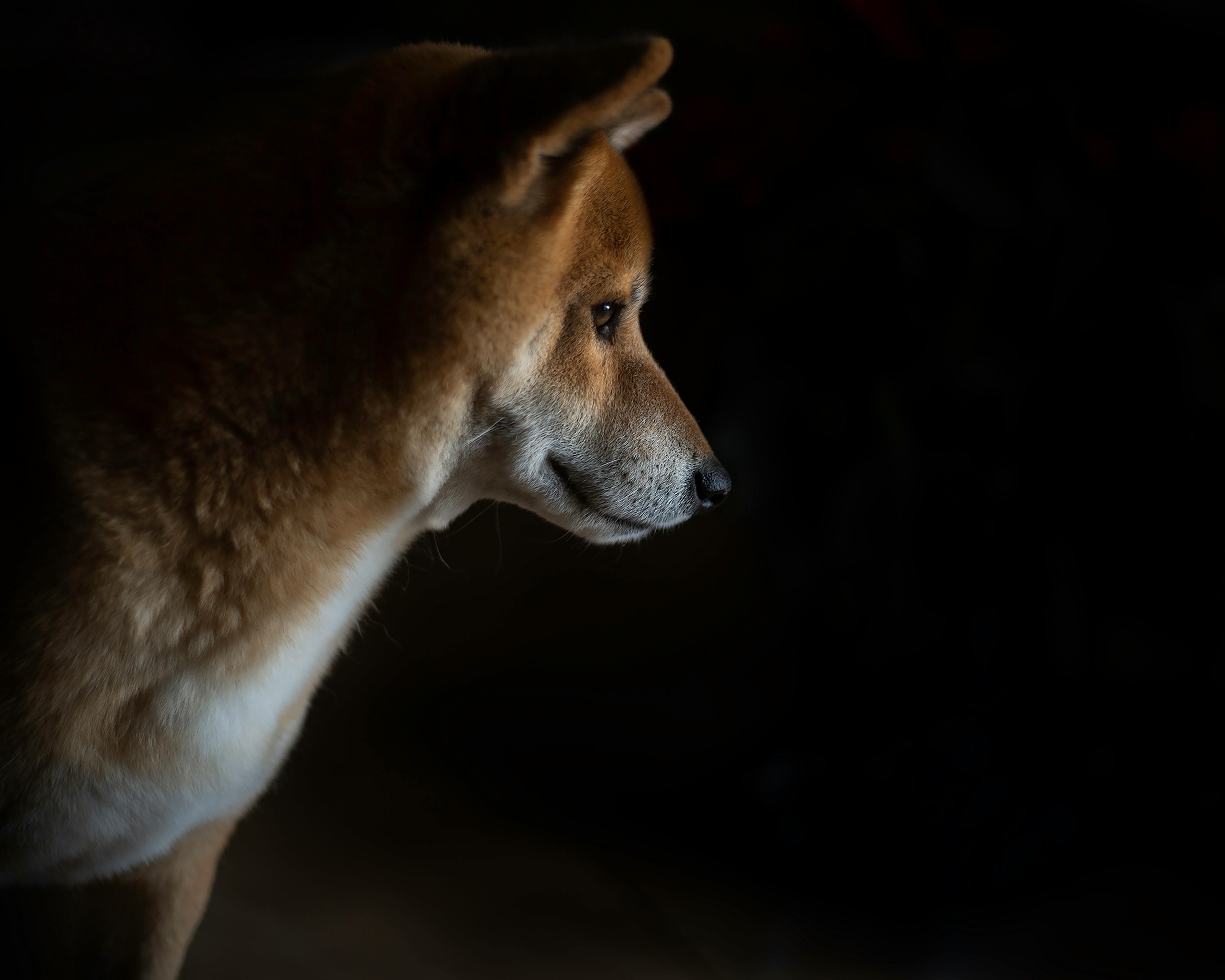 Dogecoin的價格正在關鍵的技術趨勢線上。