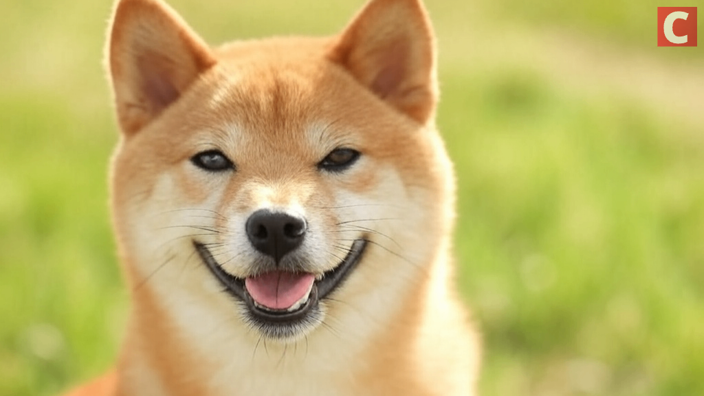 21 Shares推出了該行業的第一個Dogecoin交換產品（ETP）