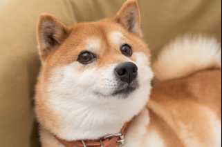 Dogecoin（Doge）vs。​​Shiba Inu（Shib）：どのミームコインがより良い購入ですか？