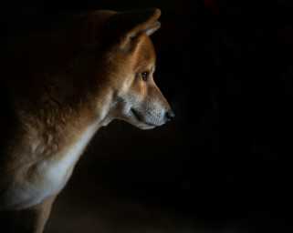 Dogecoin的價格正在關鍵的技術趨勢線上。