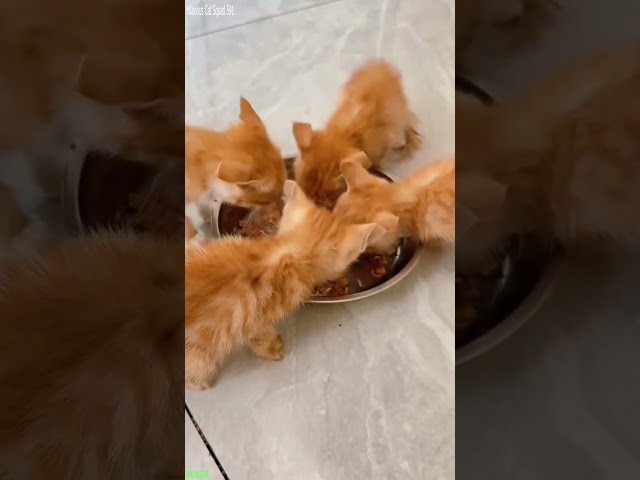 Hilarious Cat Squad 591