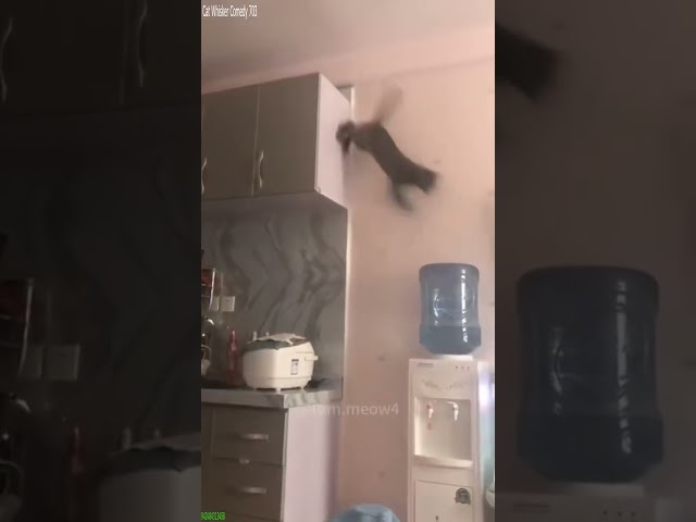 Cat Whisker Comedy 703