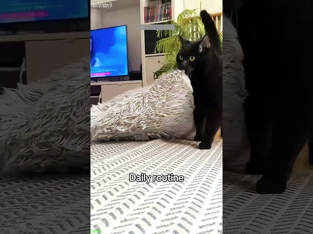 Feline Fun Factory 54