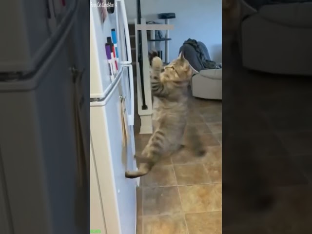 Funny Cats Compilation 14