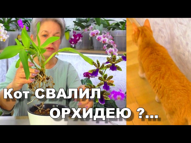 Из жизни Орхидей