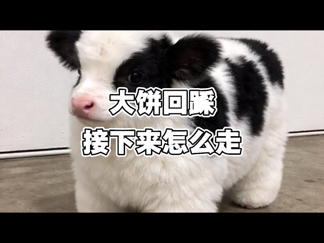 游资懒羊羊