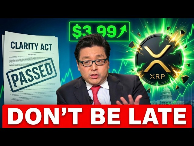 The Calm Analyst