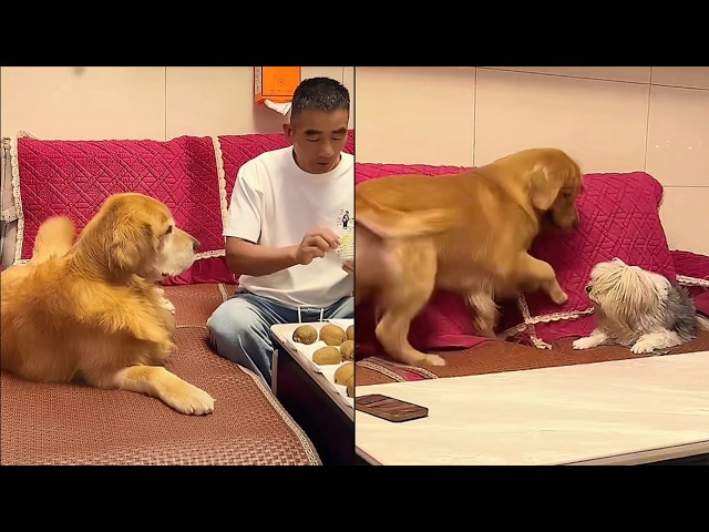 聪明旺豆豆